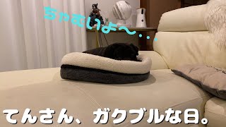 【フレブル】てんさん寒さにやられる。【黒パグ】