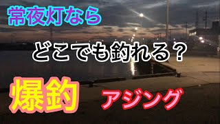 常夜灯ならどこでも釣れる？アジング 衣浦湾 暗視カメラ 知多半島