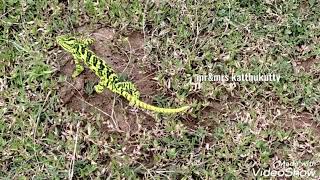 பச்சோந்தி பற்றிய விசித்திரமான விஷயங்கள்- Rare animal in Pollachi