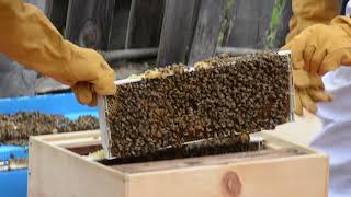 MOBOCES Conservation Students Raise Bees