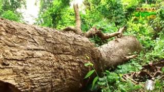 Timber thief in thrissur peechi forest