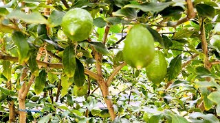 Bangladeshi lemon tree in London|| লন্ডনের মাটিতে বাংলাদেশী লেবু গাছ || Cooking with Ruhana