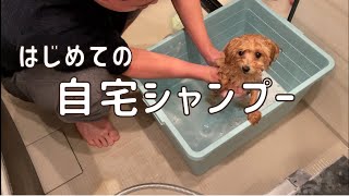 【初シャンプー】トイプードル子犬のはじめてのシャンプーの様子