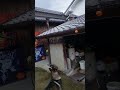 シェパード犬　来るなら来い ボール遊び キャッチャー germanshepherd 朝活