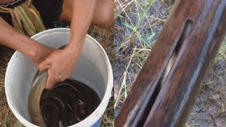 របៀបដាក់ឡន់យកអន្ទង់-How to fishing eel.