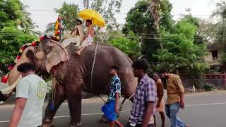 Kerala Temple Festival | Elephant