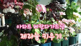 Smile Garden #44 아파트베란다에서 제라늄 키우기ㅣ제라늄삽목