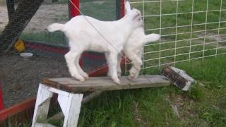 GO GO GOAT! 117 Kids playing on broken bench