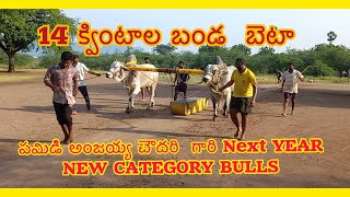 పమిడి అంజయ్య చౌదరి గారి Next YEAR NEW CATEGORY BULLS  బేటా || 14 క్వింటాల బండ బెటా || Prathipadu