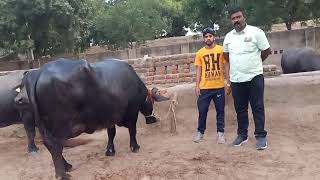 Banni breed buffalo