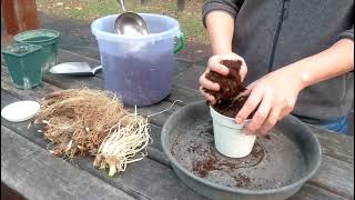 百子蓮盆植Growing agapanthus'firework'in a pot