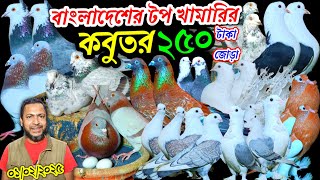 বাংলাদেশের টপ খামারির কবুতর ২৫০ টাকা জোড়া আরো আছে ২০০ টাকা কম নামি দামি কবুতর কিনুন pigeon lover