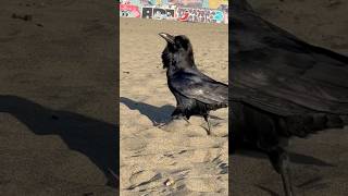 Ravens Ocean Beach San Francisco #ravens #oceanbeach #birds #corvids #sanfrancisco #urbanwildlife