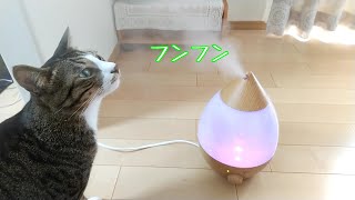 【猫かわいい】初めての加湿器に猫はどんな反応するのか・・・？