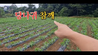 03.슈퍼태강참깨 (당나귀귀 참깨) 23년 참깨파종부터 7월4일까지 성장모습