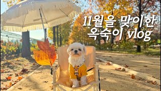 [Vlog] #26 강아지 브이로그🐶ㅣ강아지 유치원ㅣ가을 프로필ㅣ강아지 동반 필라테스ㅣ등촌칼국수ㅣ친구 결혼식