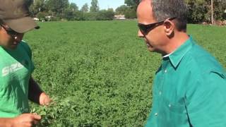 Farming Secret DOUBLES Alfalfa Production with a HIGHER QUALITY crop | ArableONE™