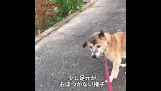 【老犬あび18歳】脱出！