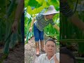 Cắt bạc hà làm dưa #farming #farmer #agriculture