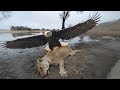 10 Largest and Strongest Eagles in the World