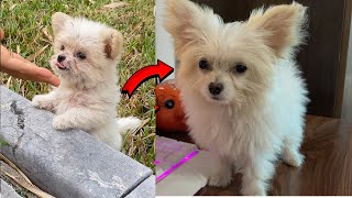 60-day journey of raising an abandoned puppy into a beautiful and intelligent dog😊