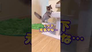 おかんに散髪してもらってご機嫌なくつ下🧦🤣【関西弁猫】#shorts #shortvideo #subscribe #cat #猫 #ねこ #関西弁 #アフレコ #コント #おもしろ