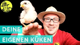 Wie viele Eier passen da rein? 🤔🐔🐣🐤 Hühner für deinen Garten: Küken selber ausbrüten und großziehen.