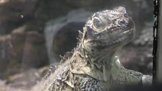 フィリピンホカケトカゲ (サンシャイン水族館) 2017年11月12日