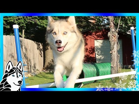 DIY DOG AGILITY JUMPS | How to make Agility jumps | DIY Dog Agility Course DIY DOG AGILITY JUMPS | How to make Agility jumps | DIY Dog Agility Course