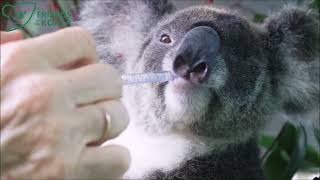 The story of Mimi the koala who lives in Wardell