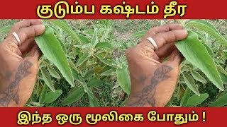 பேய் மிரட்டி  | Pei viratti | - பெரும் தும்பை | ANISOMELES MALABARICA |