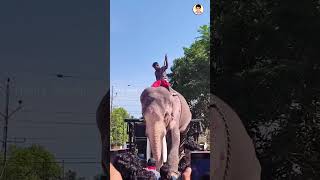 രാജാവ് എത്തി രാജകീയമായി പന്തലൂർ പൂരം 2025  #elephant #keralafestival#thechikottukavuramachandran