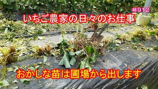 おかしな苗は圃場から出します　いちご農家の日々のお仕事　＃９１２