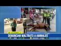 Maltrato animal: tres caballos se desplomaron en vías de Barranquilla - 14 de Diciembre de 2015