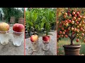 Beautiful apple tree grow with apple fruit | very easy method |