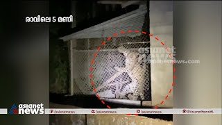 കോഴിക്കൂട്ടിൽ പുലി കുടുങ്ങിക്കിടന്നത് ആറ് മണിക്കൂർ;പാലക്കാട് സംഭവിച്ചത് | Leopard