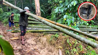 Trương Vận Chuyển 190 Cây Vầu Từ Trên Rừng Giúp Sính Làm Chuồng Cho Dê Bầu Sắp Đẻ | Sính 1 Chân