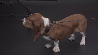 What's Brewing? | Basset Hound Bash at Green Tree Brewery