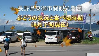 長野県東御市｜ぶどう狩り専門｜シャインマスカット｜巨峰｜関観光農園