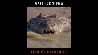 SIGMA RULE LION VS CROCODILE FEARLESS 🔥🔥🔥🔥🔥🔥🔥🔥🔥🔥🔥🔥🔥🔥🔥🔥🔥🔥🔥🔥🔥🔥🔥🔥🔥🔥🔥🔥🔥🔥🔥🔥🔥🔥🔥🔥🔥🔥