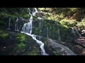 hd nature stream and bird nature ruisseau et oiseaux hd relaxation