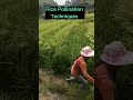 pollination techniques for rice seeds satisfying short