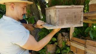 Interview with Melipona Bee Keeper 🐝 🐝