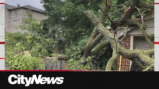 'What tree?': Developer denies chopping down beloved tree