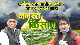 फर्सीको व्यवसायीक खेती र यसको व्यवस्थापन कसरी गर्न सकिन्छ? | Namaste Kisan