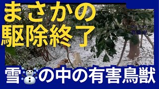 イノシシ🐗大量に出たのにまさかの有害鳥獣駆除中断・・・　　　　　@JIMNY4LIFE