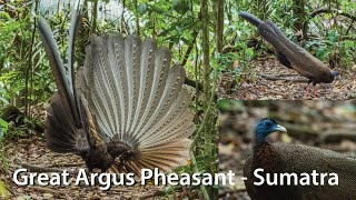 Great Argus Pheasant male display in Sumatran Jungle