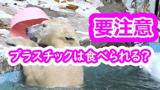 〖要注意〗プラスチックは食べられる？💗シロクマのホウちゃん【天王寺動物園】