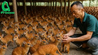 Mouse Deer Farming | Asia’s Tiny Deer Raised by the Millions | Rare Farming Documentary