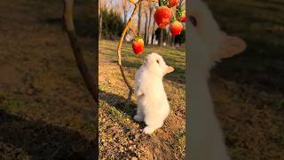 可愛的小兔子吃草莓。Cute little bunny eats strawberries. かわいいウサギがイチゴを食べます。#kelinci #bunny #cutepet